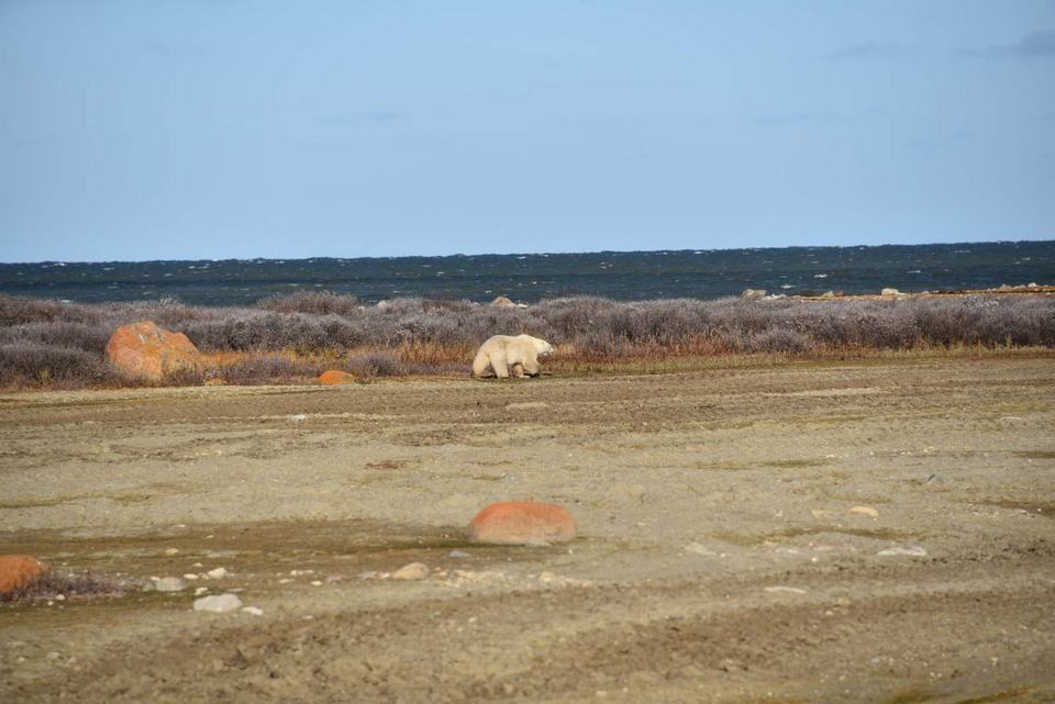 Churchill Manitoba Oct 2023 17